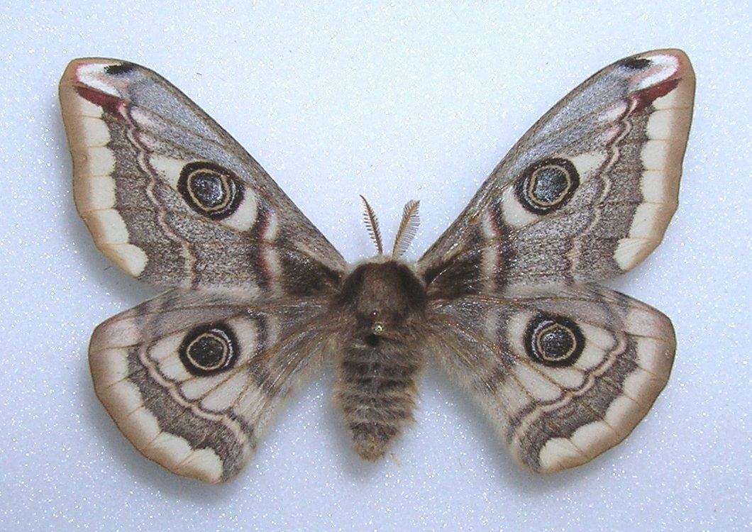 Saturnia pavonia (gynandromorph, female with male antennae, ebay) (Internet Image property of respective owner, non-commercial use only)